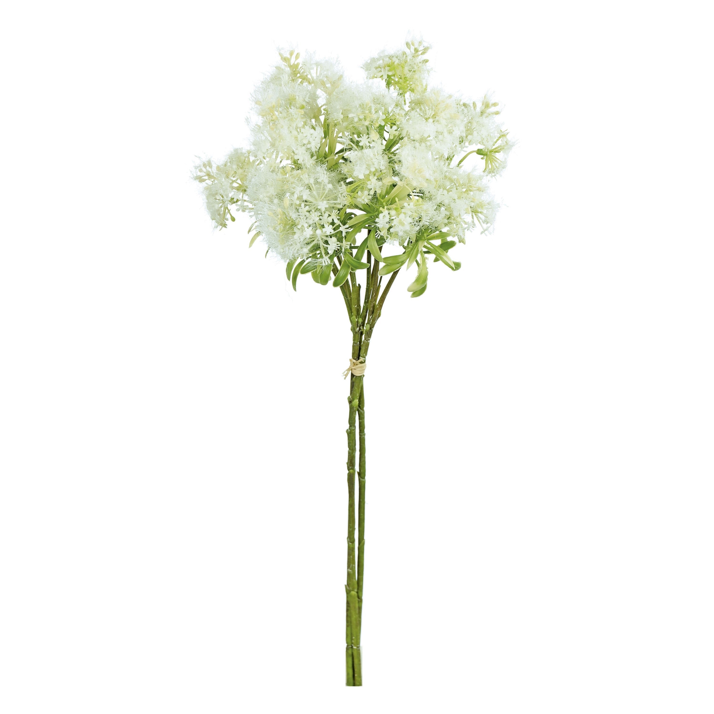 Blooming Queen Anne's Lace