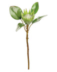 White King Protea 20"