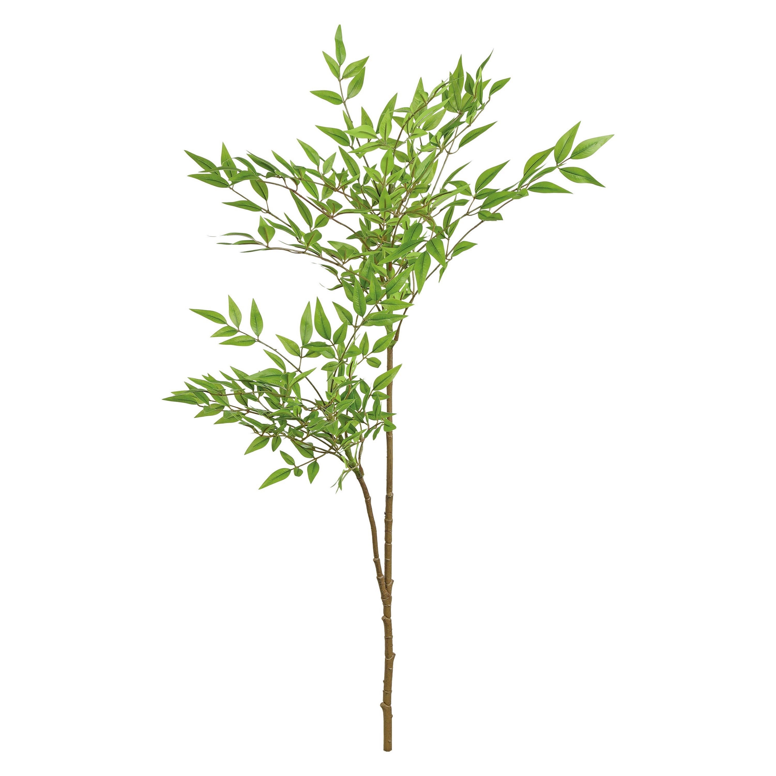 Nandina Branch