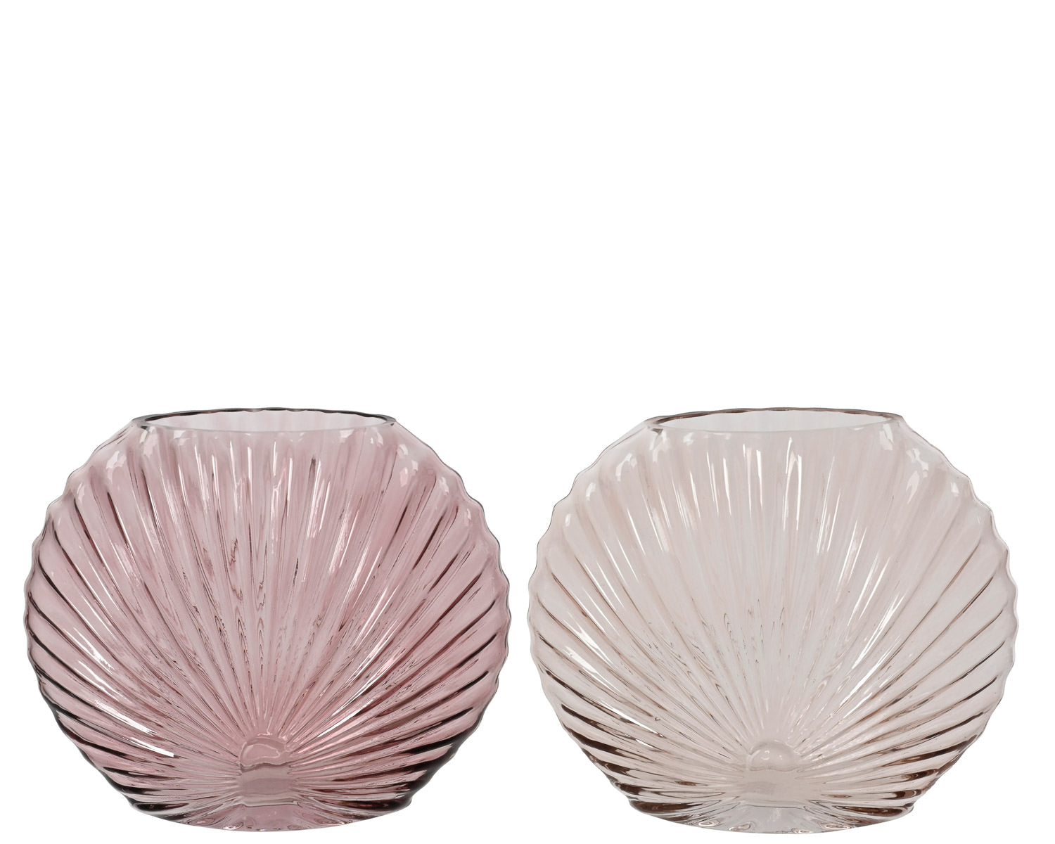 Sea Shell Glass Vases