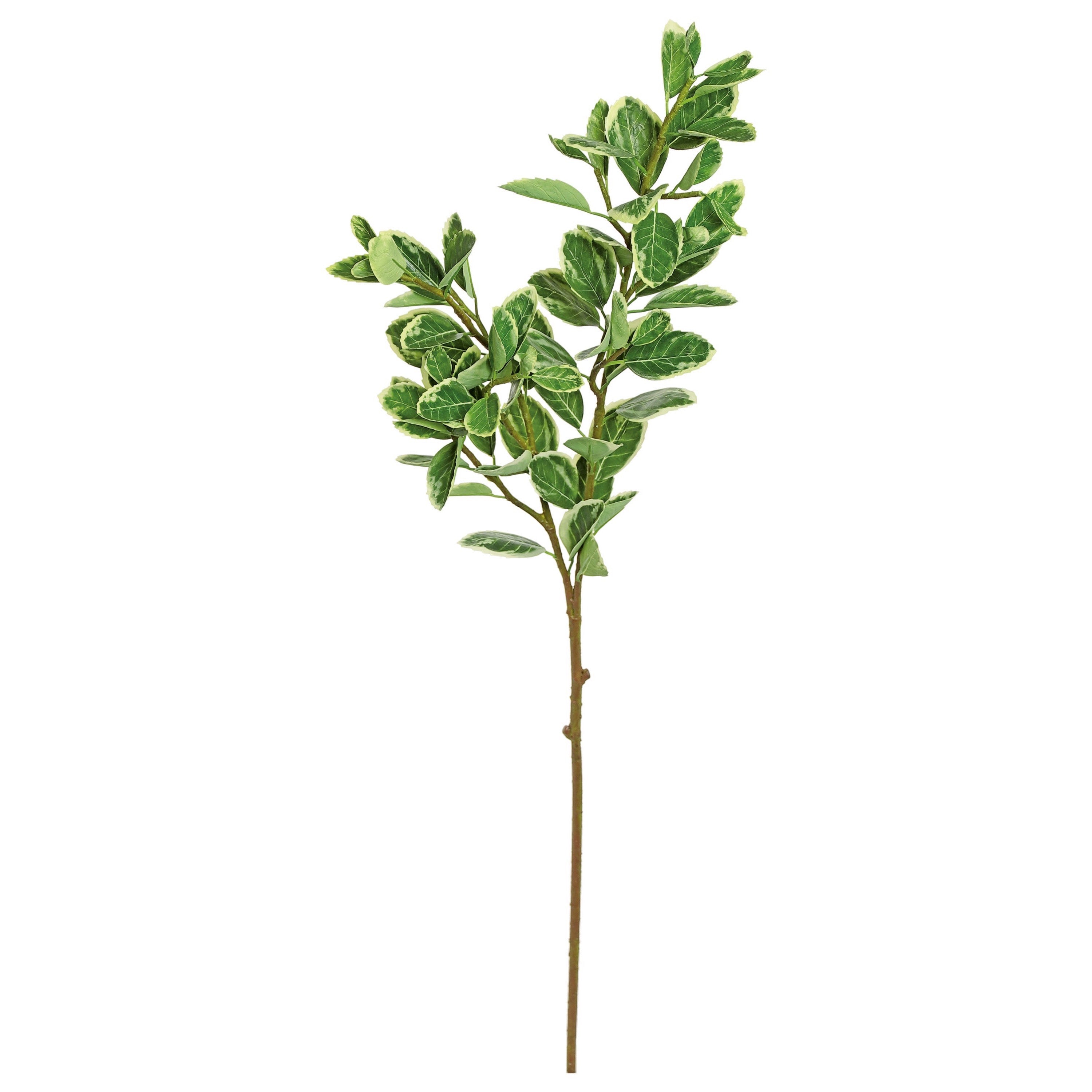 Japanese Euonymus Leaf Spray