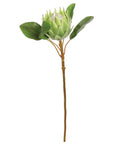 White King Protea 25"