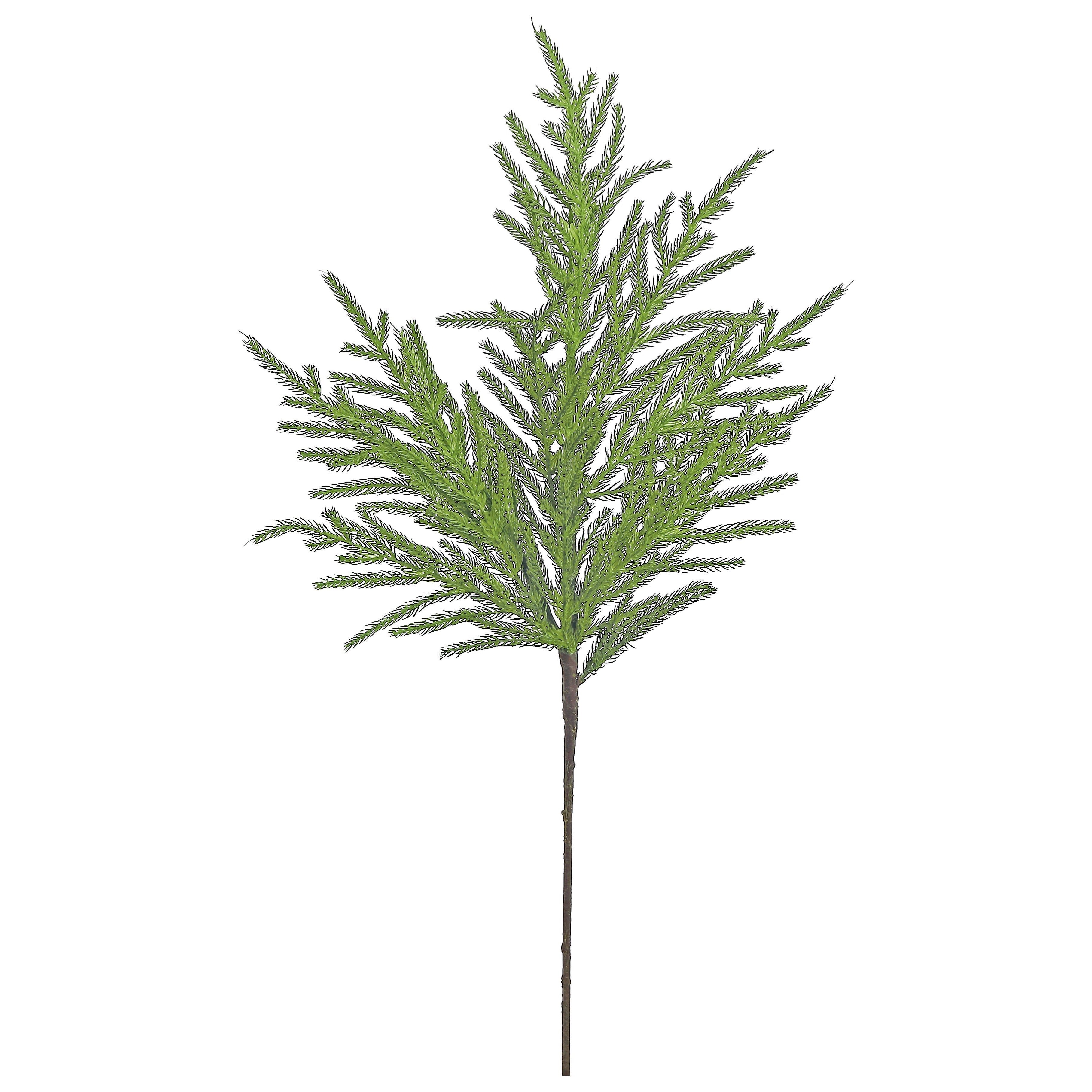 Norfolk Pine Spray