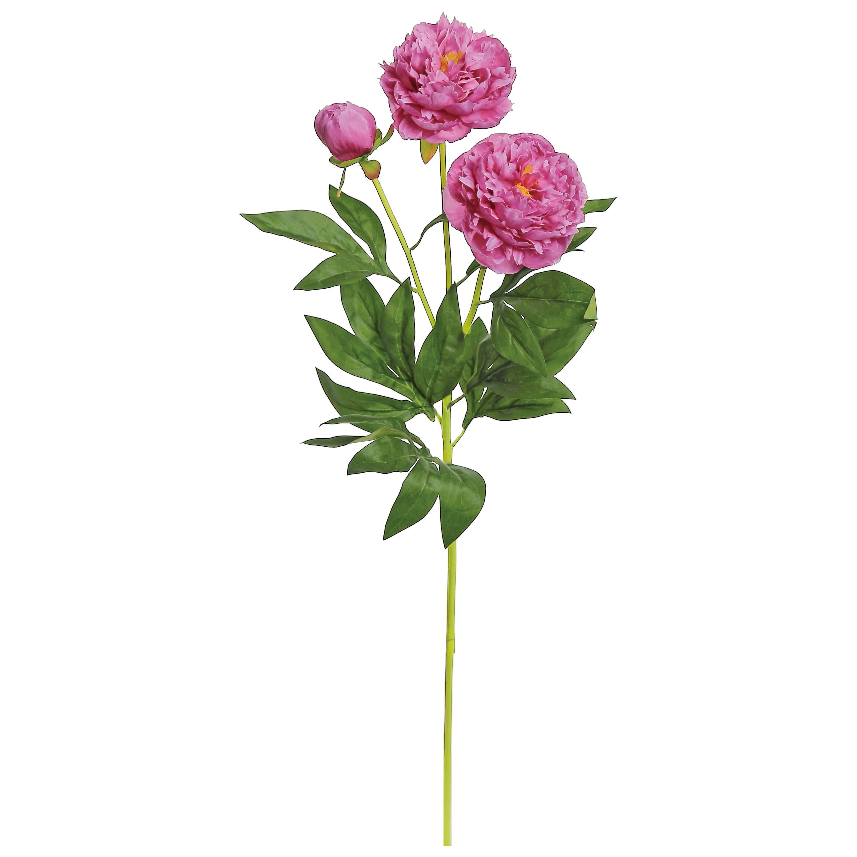 Pink Garden Peony