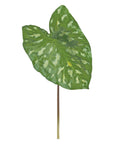 Caladiums - Wild Caladium Leaf