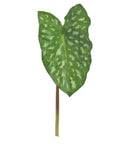 Caladiums - Wild Caladium Leaf