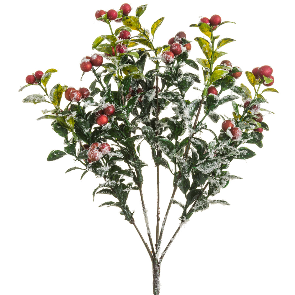 Iced Berry Bush