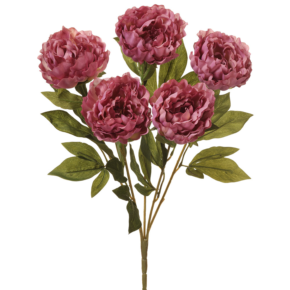 Dark Pink Peony Bush