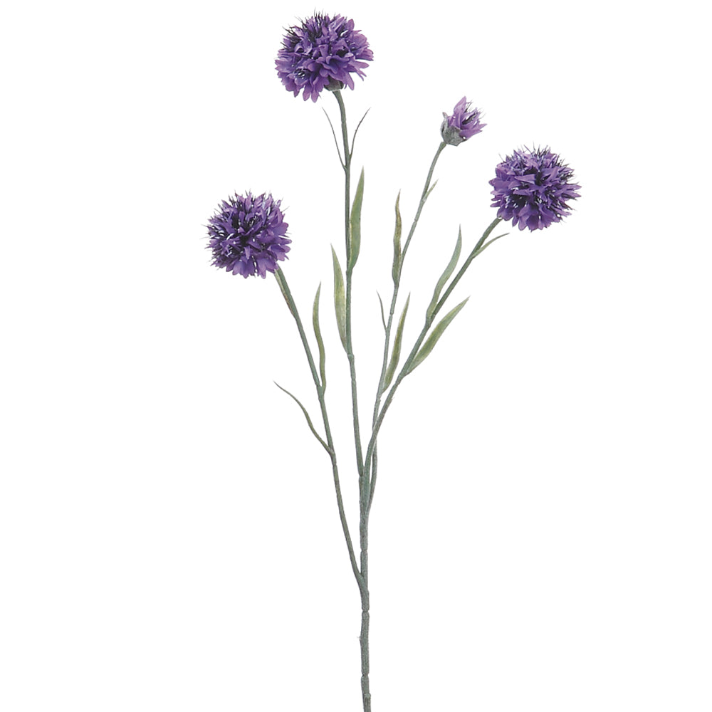 Blue or Violet Cornflower Sprays in Full Bloom Violet