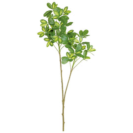 Schefflera Branch