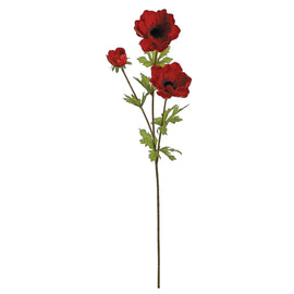 Red Velvet Anemone