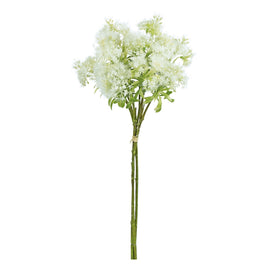 Blooming Queen Anne's Lace