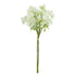 Blooming Queen Anne's Lace