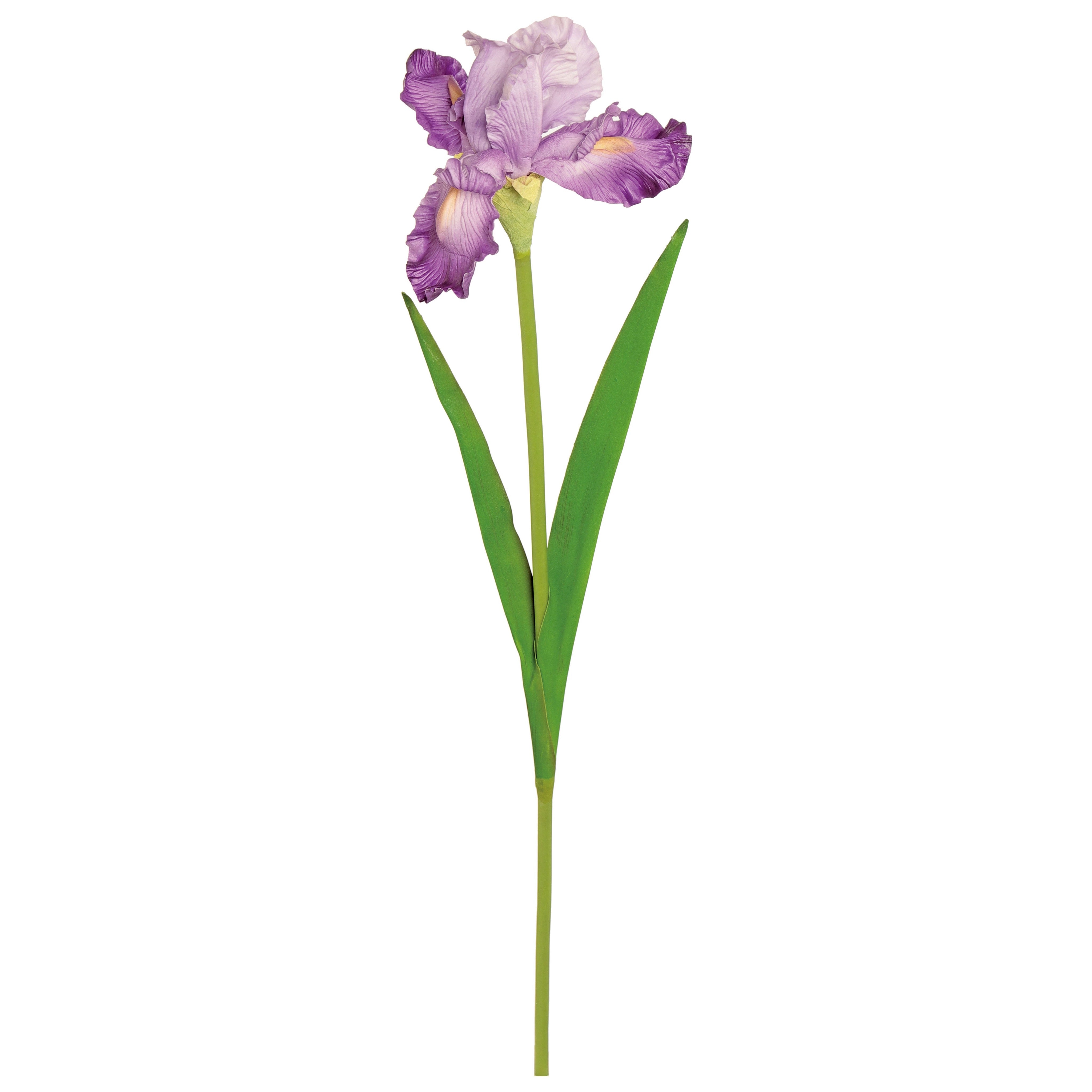 Natural Touch Bearded Iris