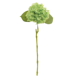 Green Hydrangea