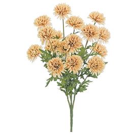 Pom Pom Mum Bush