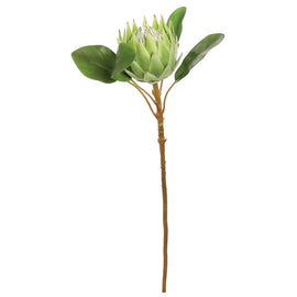 White King Protea 25"
