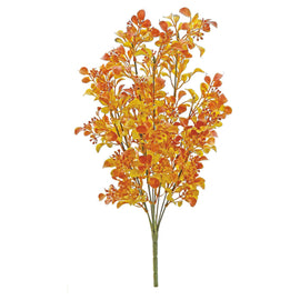 Autumn Boxwood Bush