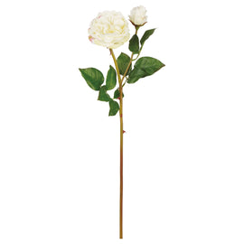 Natural Touch Cabbage Rose Cream