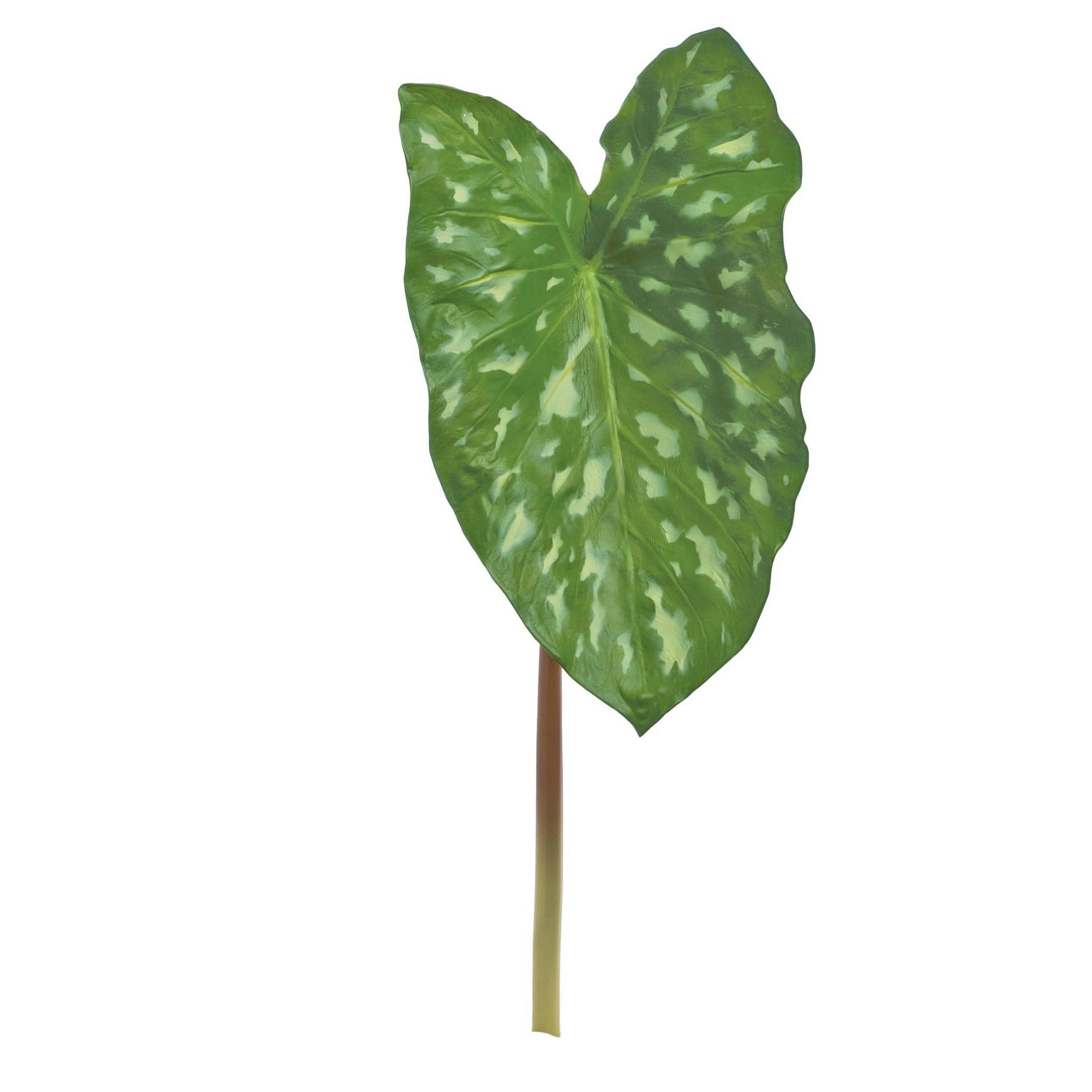 Caladiums - Wild Caladium Leaf