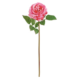 Candy-Striped English Rose