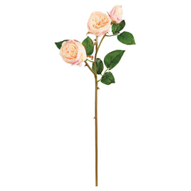 Soft Touch Garden Rose Blush