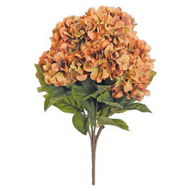 Harvest Hydrangea Bush