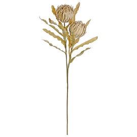 Dried Protea Spray