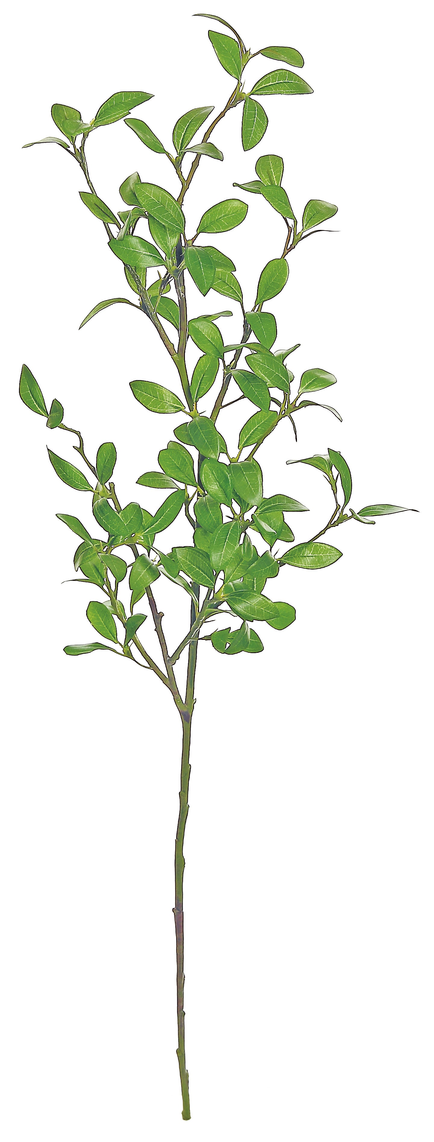 Privet Leaf Branch