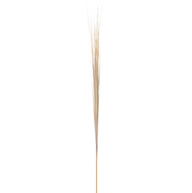 Onion Grass Spray