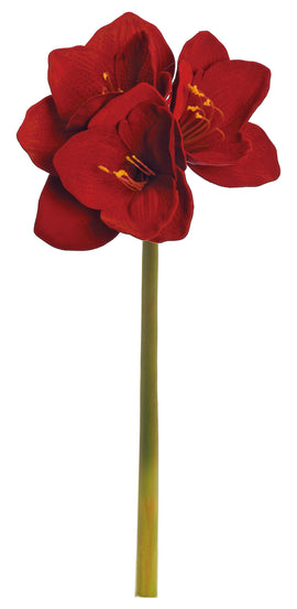 Red Velvet Amaryllis