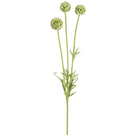 Green Scabiosa Pod Spray