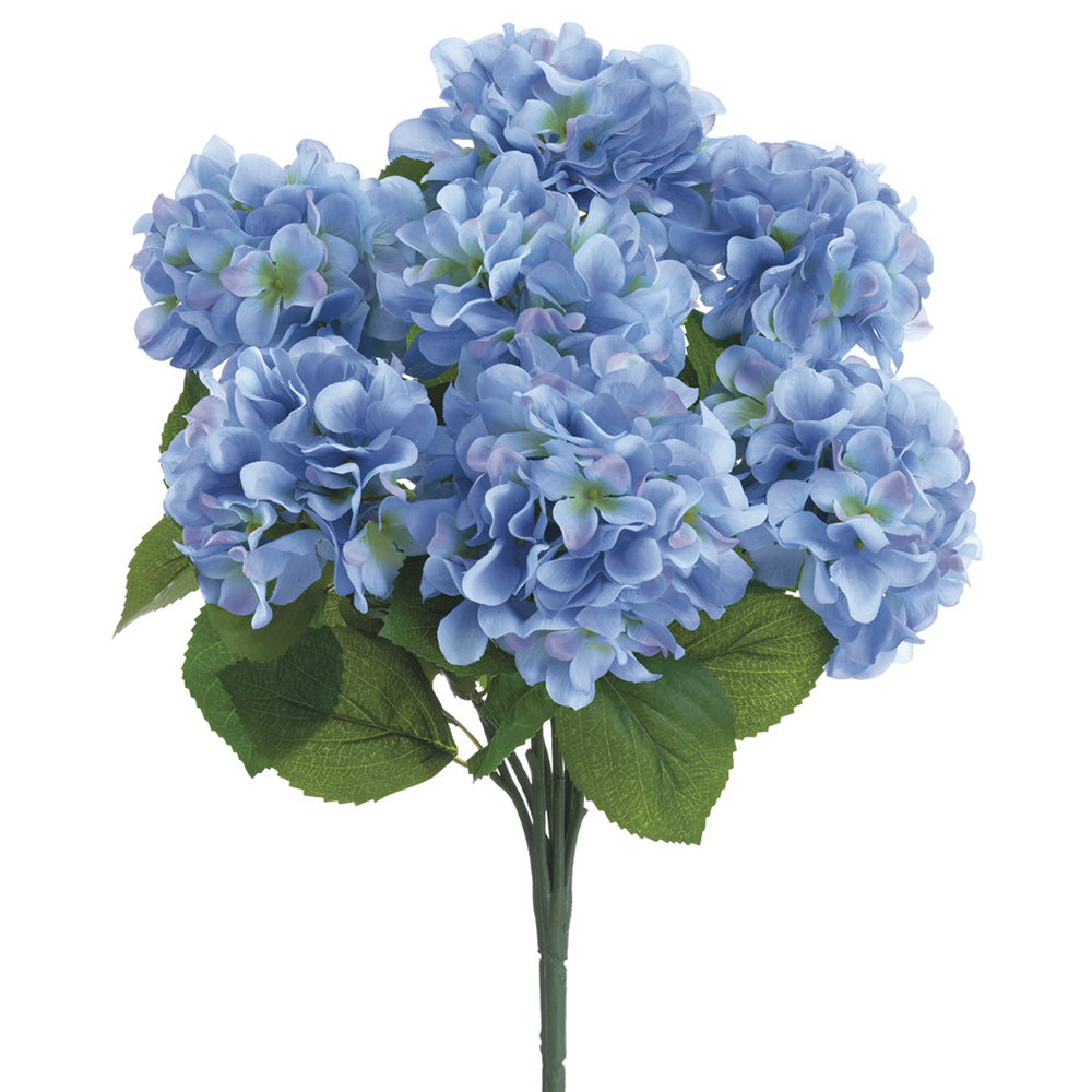 Classic Blue Hydrangea Bush