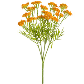 Orange Queen Anne's Lace Bush