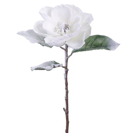 Snowy Magnolia Blossom