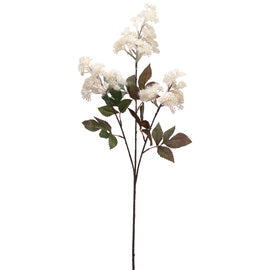 Astilbe Spray