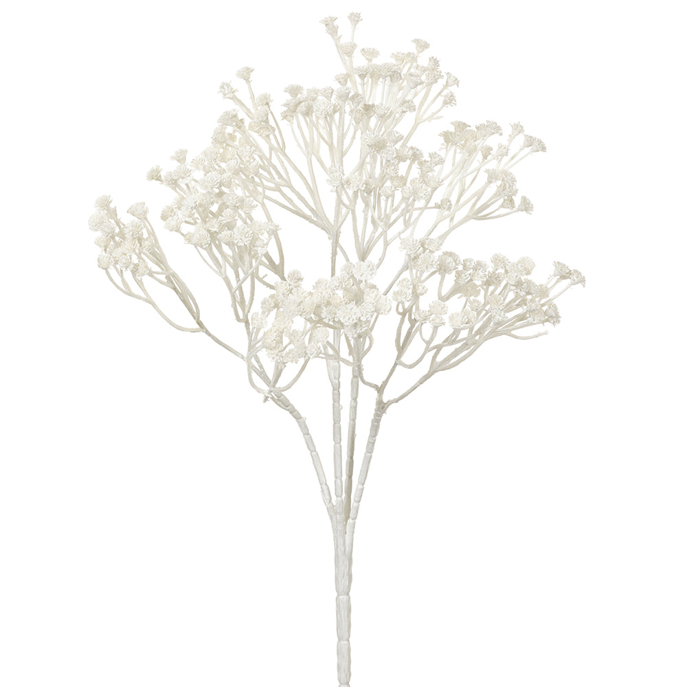 White Gypsophila Bush