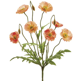Peach Poppy Bush