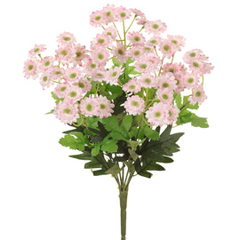 Mini Pink Daisy Bush