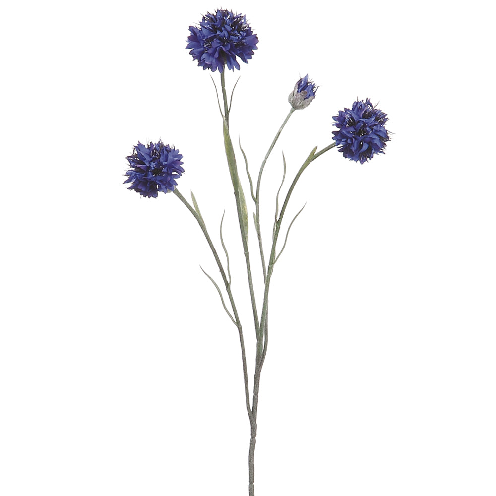 Blue or Violet Cornflower Sprays in Full Bloom