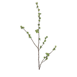 Green Budding Branch