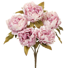 Pink Peony Bush