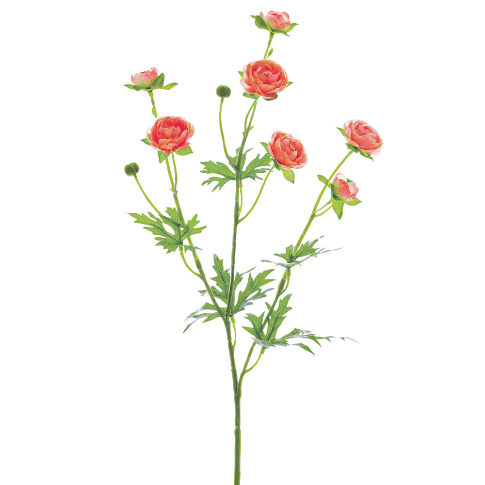 Small Ranunculus Invertirbrate Mini Pink Ranunculus – EZLD.co