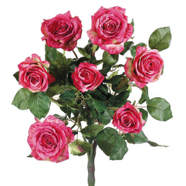 Two-Tone Pink Rose Bush