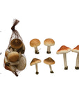 Soft Mini Mushrooms